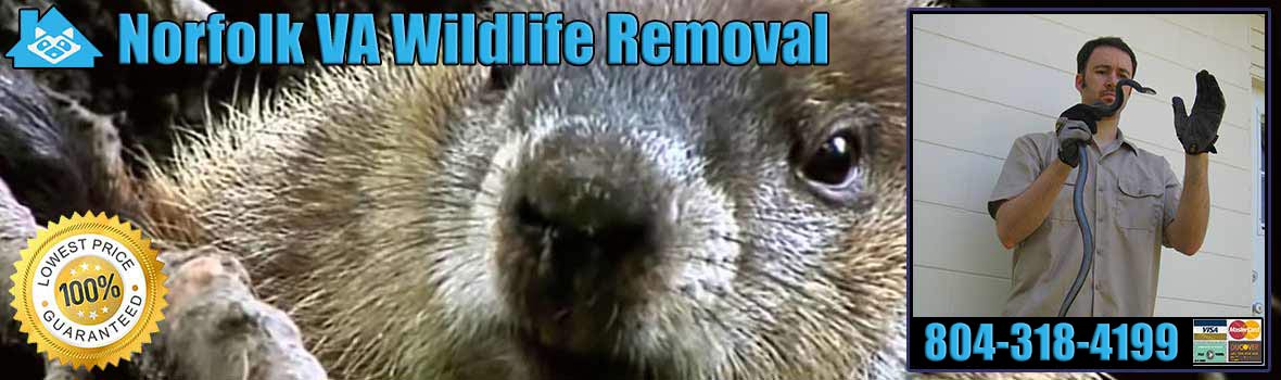 Norfolk Wildlife and Animal Removal